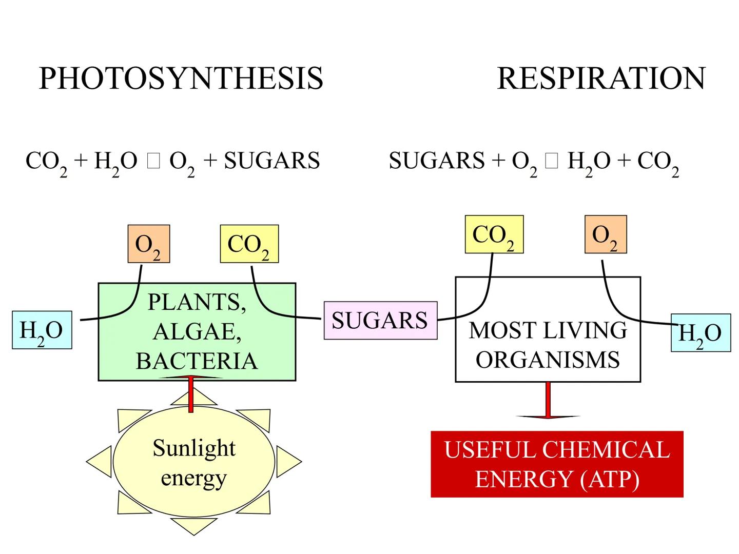 
<h2 id="introduction">Introduction</h2>
<p>Photosynthesis and respiration are two crucial processes that occur in plants and other organism