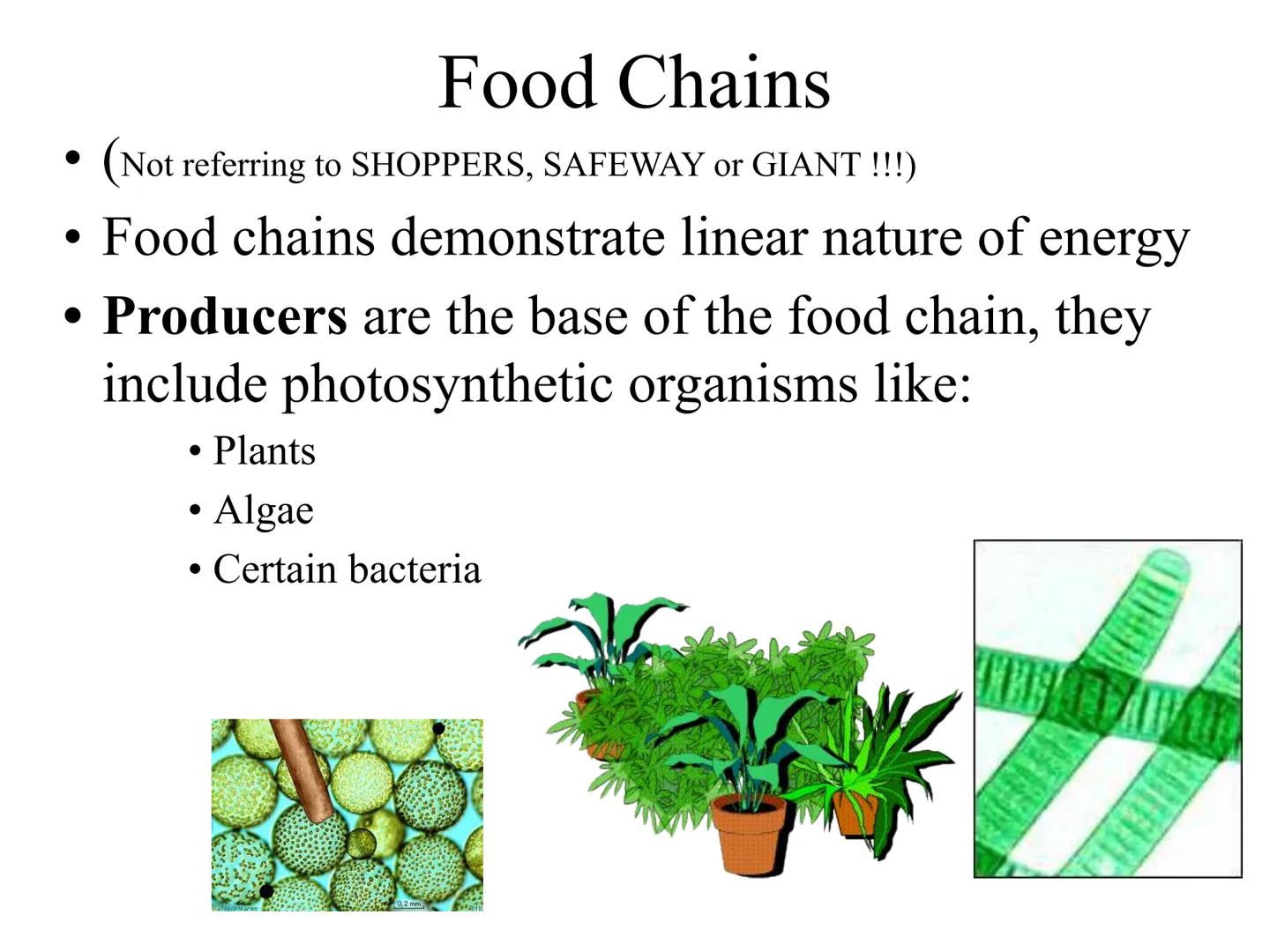 
<h2 id="introduction">Introduction</h2>
<p>Photosynthesis and respiration are two crucial processes that occur in plants and other organism