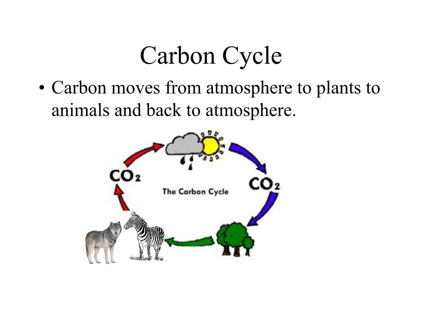 
<h2 id="introduction">Introduction</h2>
<p>Photosynthesis and respiration are two crucial processes that occur in plants and other organism