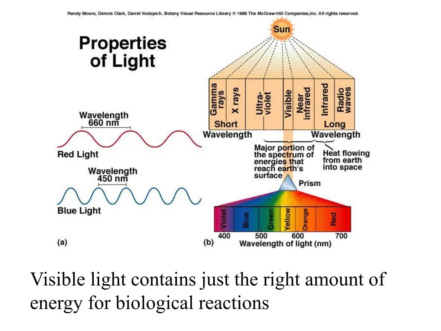 
<h2 id="introduction">Introduction</h2>
<p>Photosynthesis and respiration are two crucial processes that occur in plants and other organism