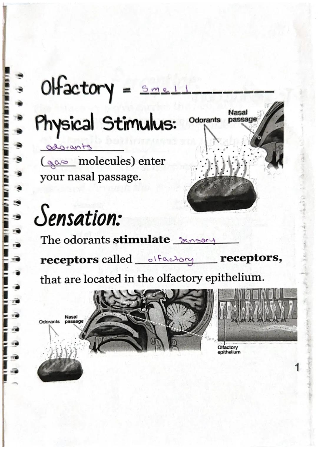 WEBI
Olfactory.
Physical Stimulus:
odorants
= Smell
a molecules) enter
your nasal passage.
Nasal
Odorants passage
Sensation:
The odorants st