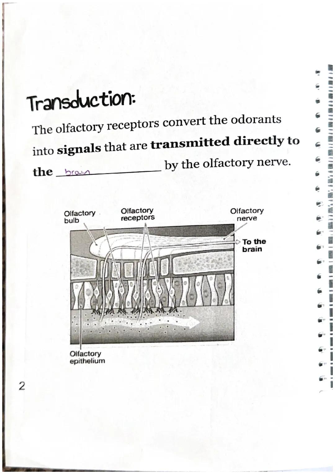 WEBI
Olfactory.
Physical Stimulus:
odorants
= Smell
a molecules) enter
your nasal passage.
Nasal
Odorants passage
Sensation:
The odorants st