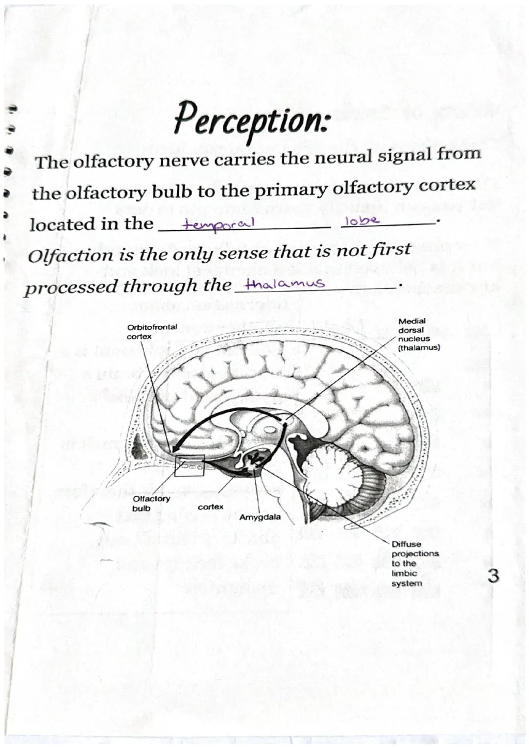 WEBI
Olfactory.
Physical Stimulus:
odorants
= Smell
a molecules) enter
your nasal passage.
Nasal
Odorants passage
Sensation:
The odorants st