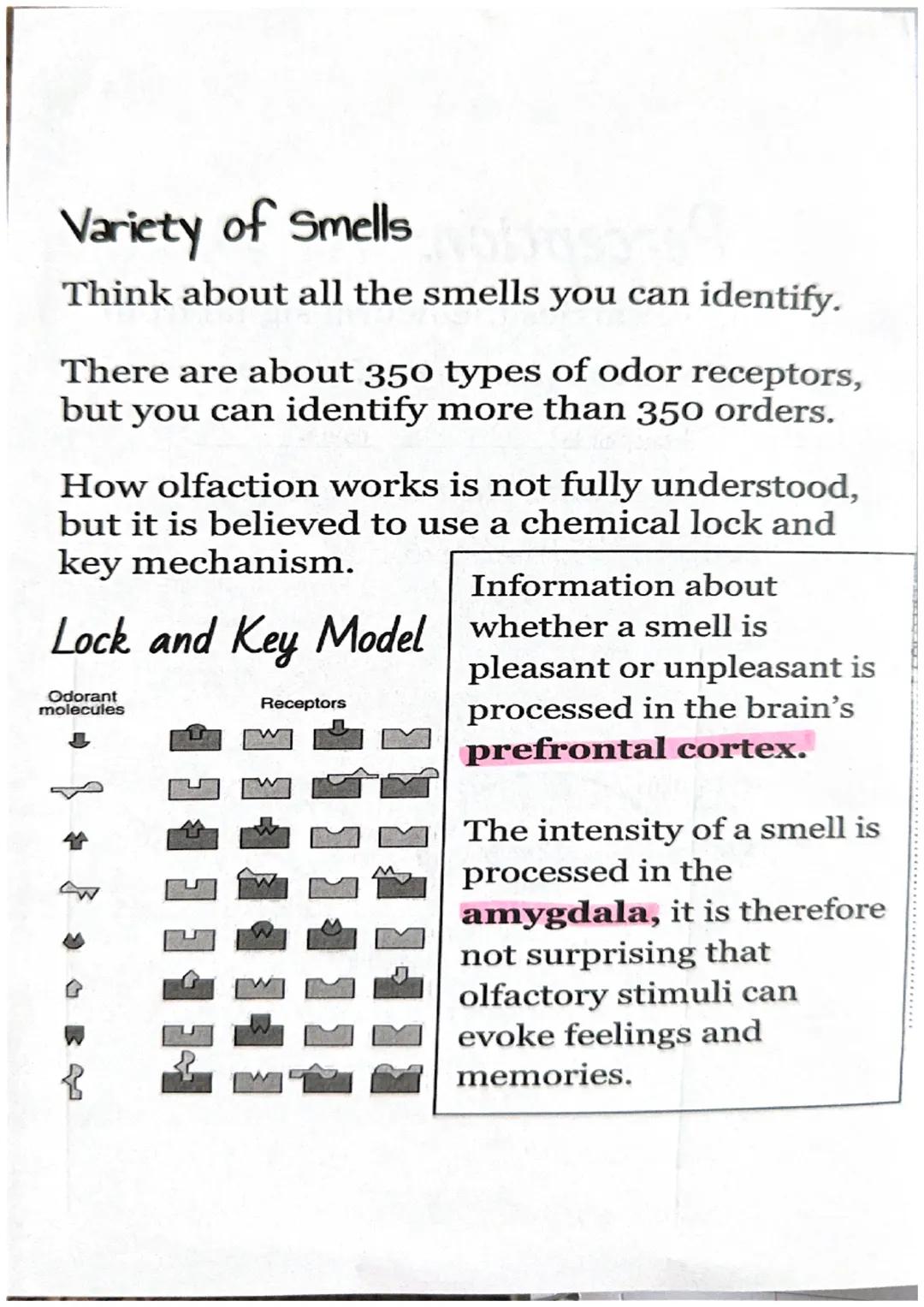 WEBI
Olfactory.
Physical Stimulus:
odorants
= Smell
a molecules) enter
your nasal passage.
Nasal
Odorants passage
Sensation:
The odorants st