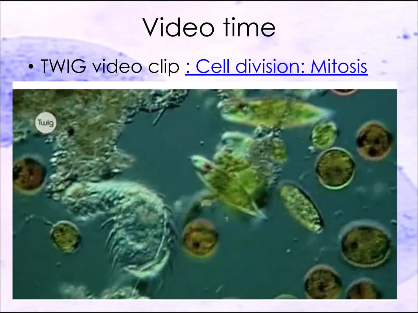 Video time
TWIG video clip : Cell division: Mitosis
Twig 100
Task 6: Cell division.
●
I know that cells are organised into tissues,
organs a