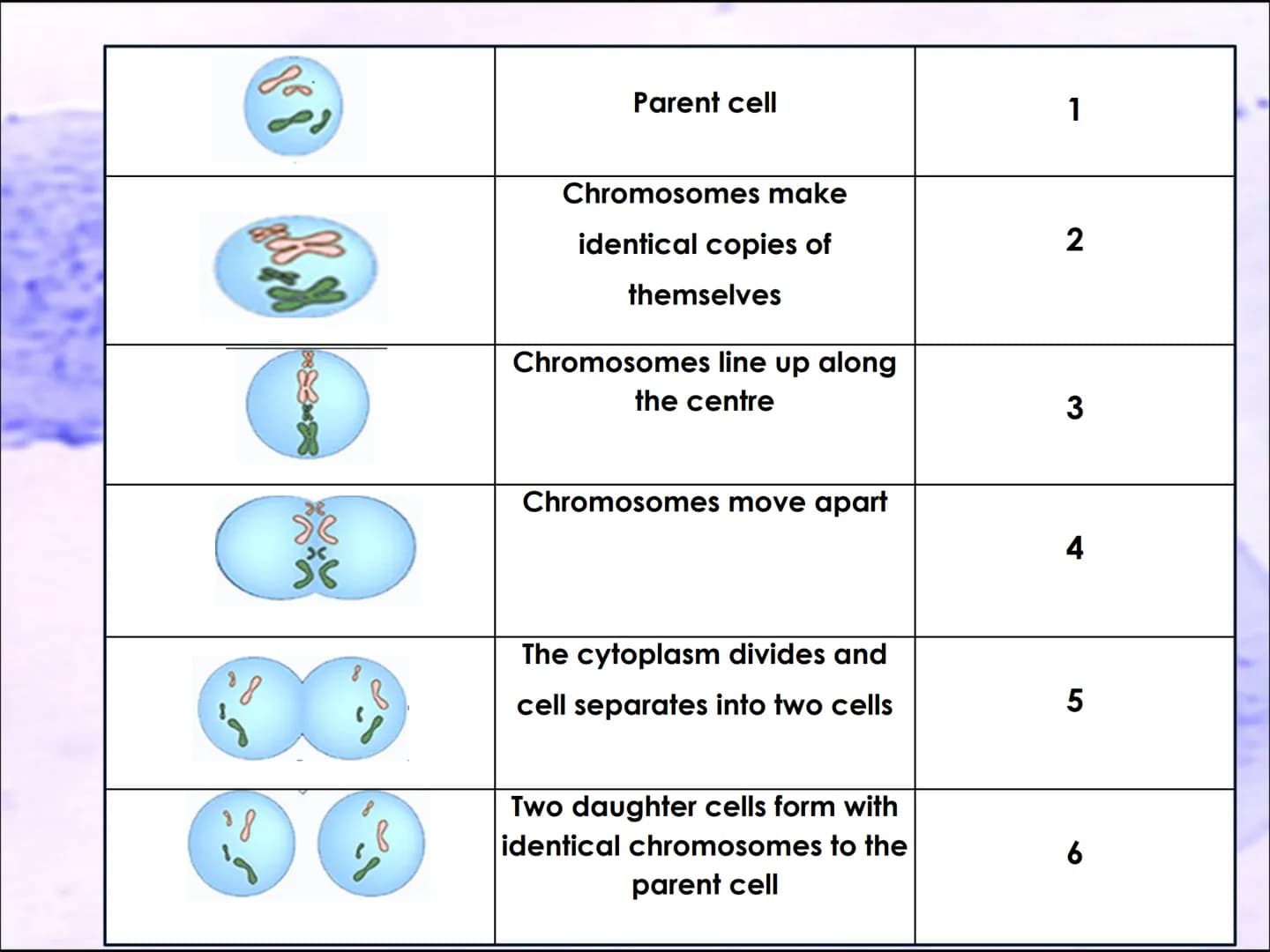 Video time
TWIG video clip : Cell division: Mitosis
Twig 100
Task 6: Cell division.
●
I know that cells are organised into tissues,
organs a