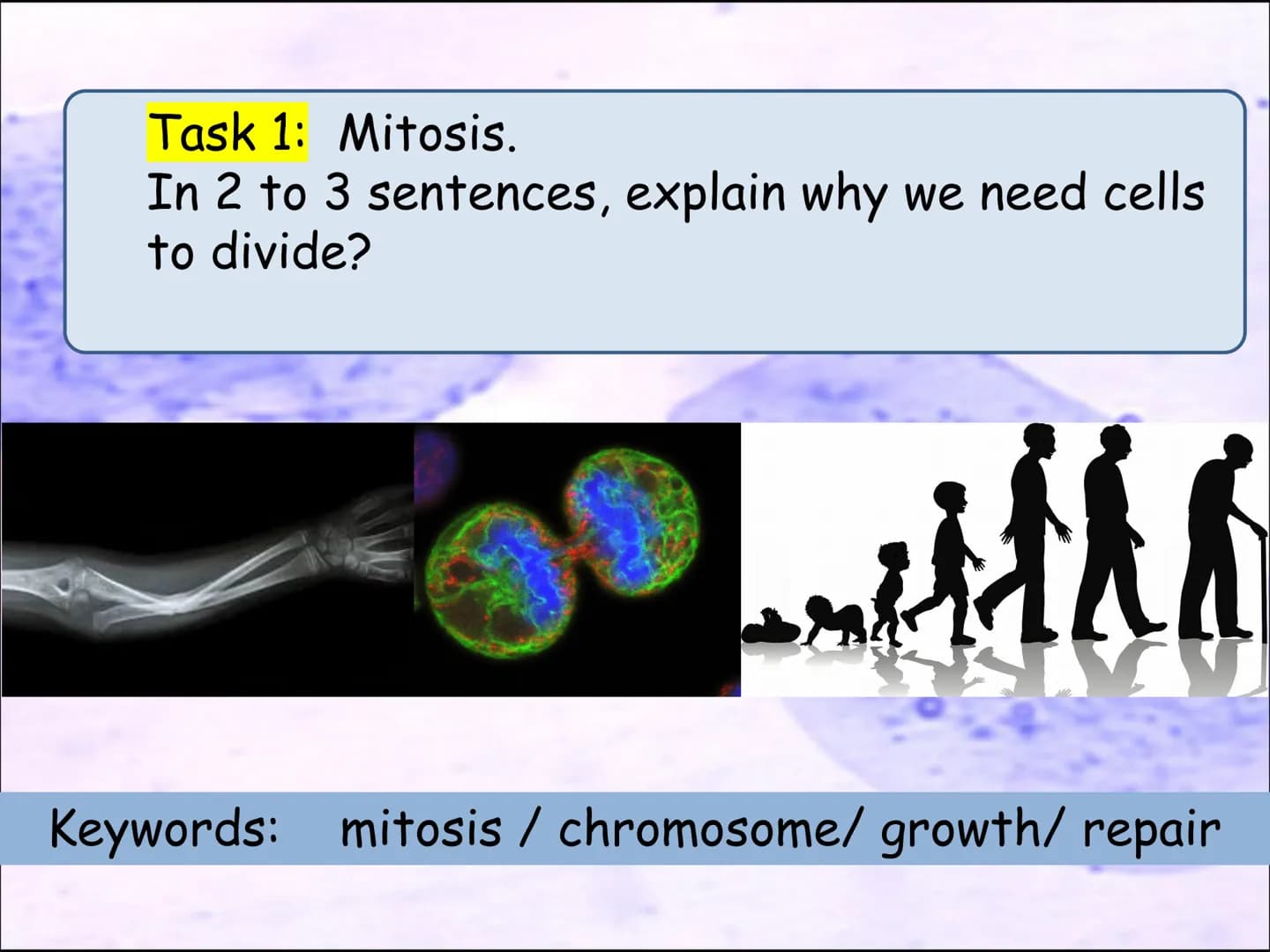 Video time
TWIG video clip : Cell division: Mitosis
Twig 100
Task 6: Cell division.
●
I know that cells are organised into tissues,
organs a