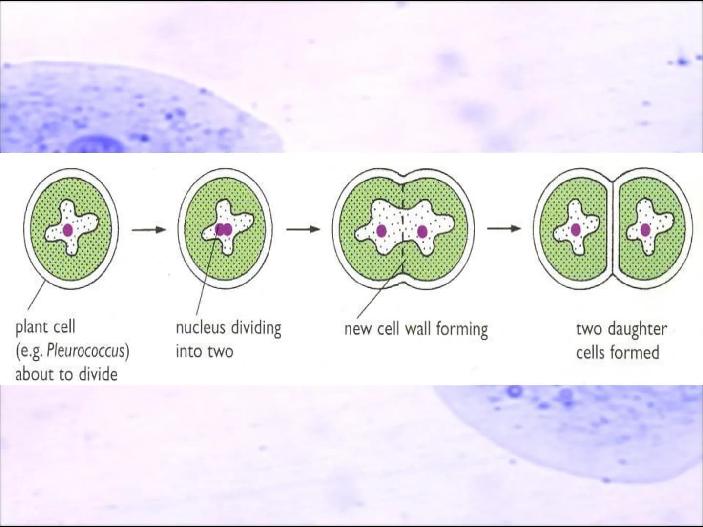 Video time
TWIG video clip : Cell division: Mitosis
Twig 100
Task 6: Cell division.
●
I know that cells are organised into tissues,
organs a