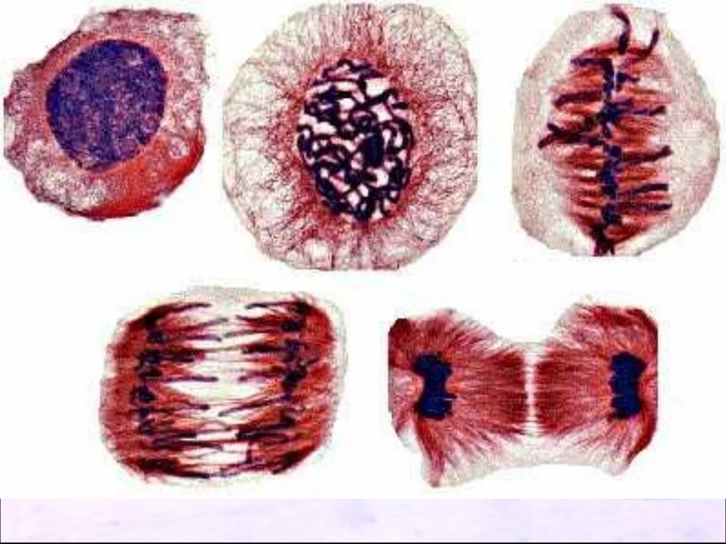 Video time
TWIG video clip : Cell division: Mitosis
Twig 100
Task 6: Cell division.
●
I know that cells are organised into tissues,
organs a
