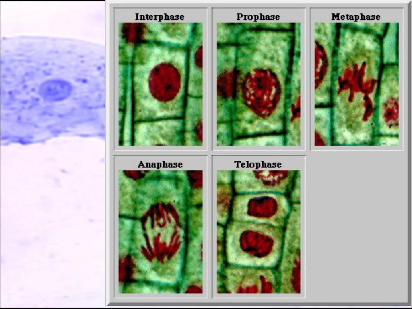 Video time
TWIG video clip : Cell division: Mitosis
Twig 100
Task 6: Cell division.
●
I know that cells are organised into tissues,
organs a