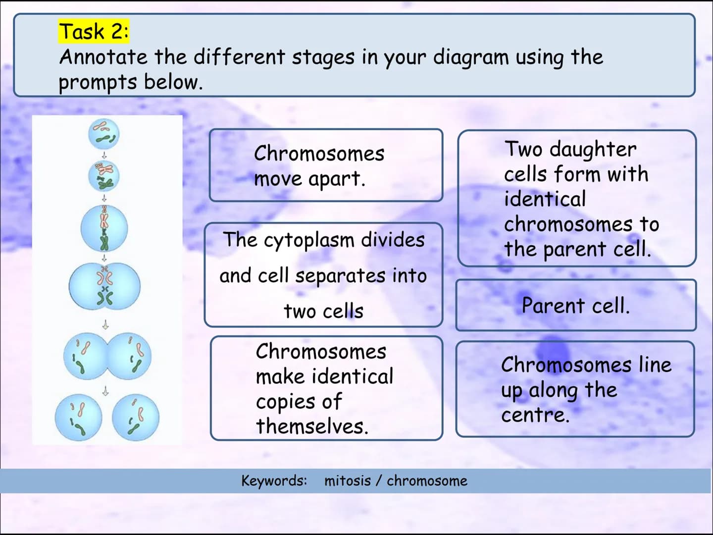 Video time
TWIG video clip : Cell division: Mitosis
Twig 100
Task 6: Cell division.
●
I know that cells are organised into tissues,
organs a