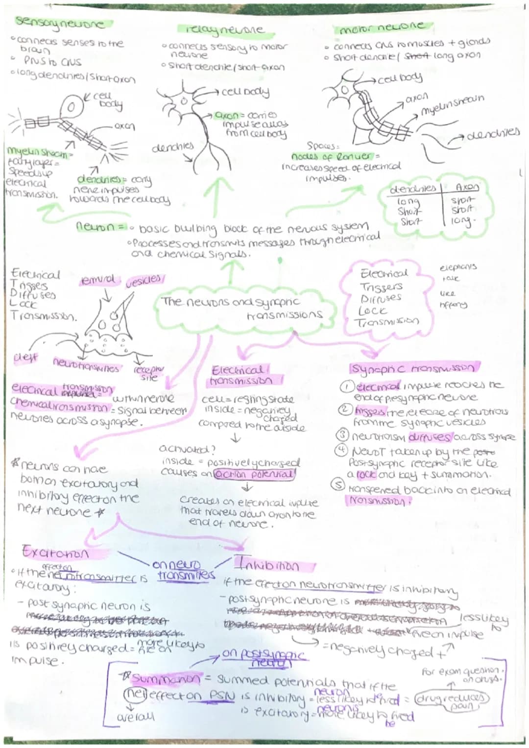 Parasympathetic
calming state.
Sympathenc
crousing state
CNS = collects, processes and
responds to information in
our environment
Brain - ce