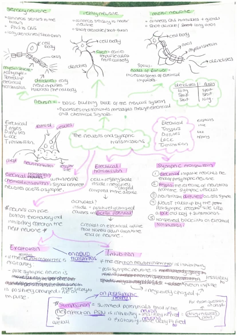 Parasympathetic
calming state.
Sympathenc
crousing state
CNS = collects, processes and
responds to information in
our environment
Brain - ce