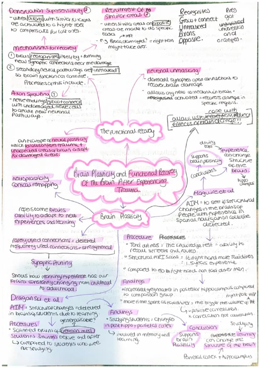 Parasympathetic
calming state.
Sympathenc
crousing state
CNS = collects, processes and
responds to information in
our environment
Brain - ce