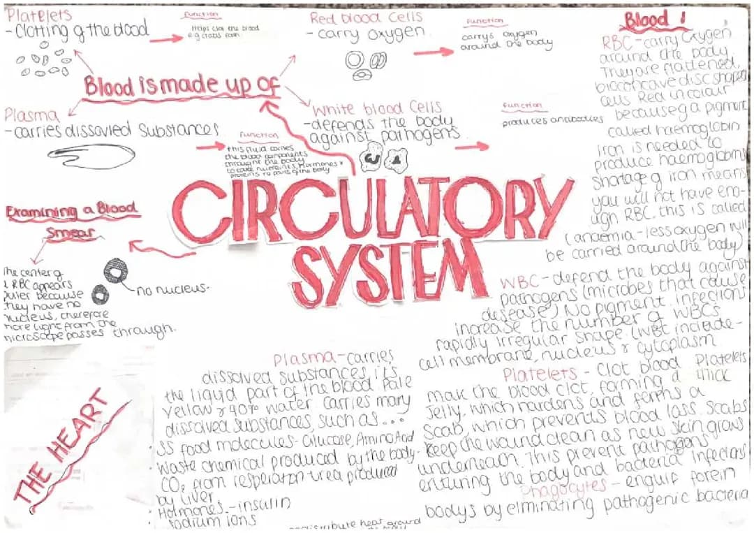 Biology Circulatory Sytem