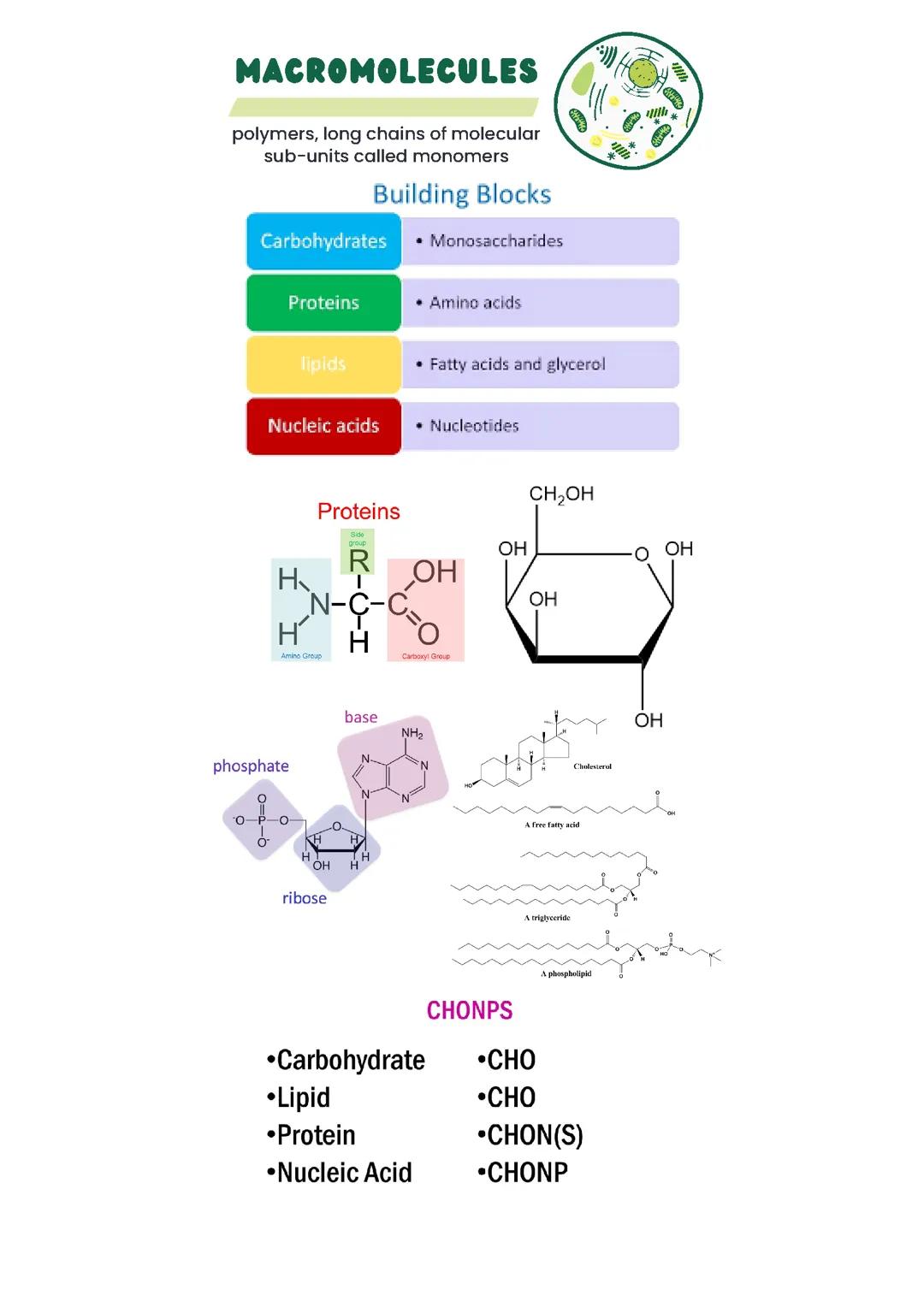 Macromolecules (AP bio unit 1)