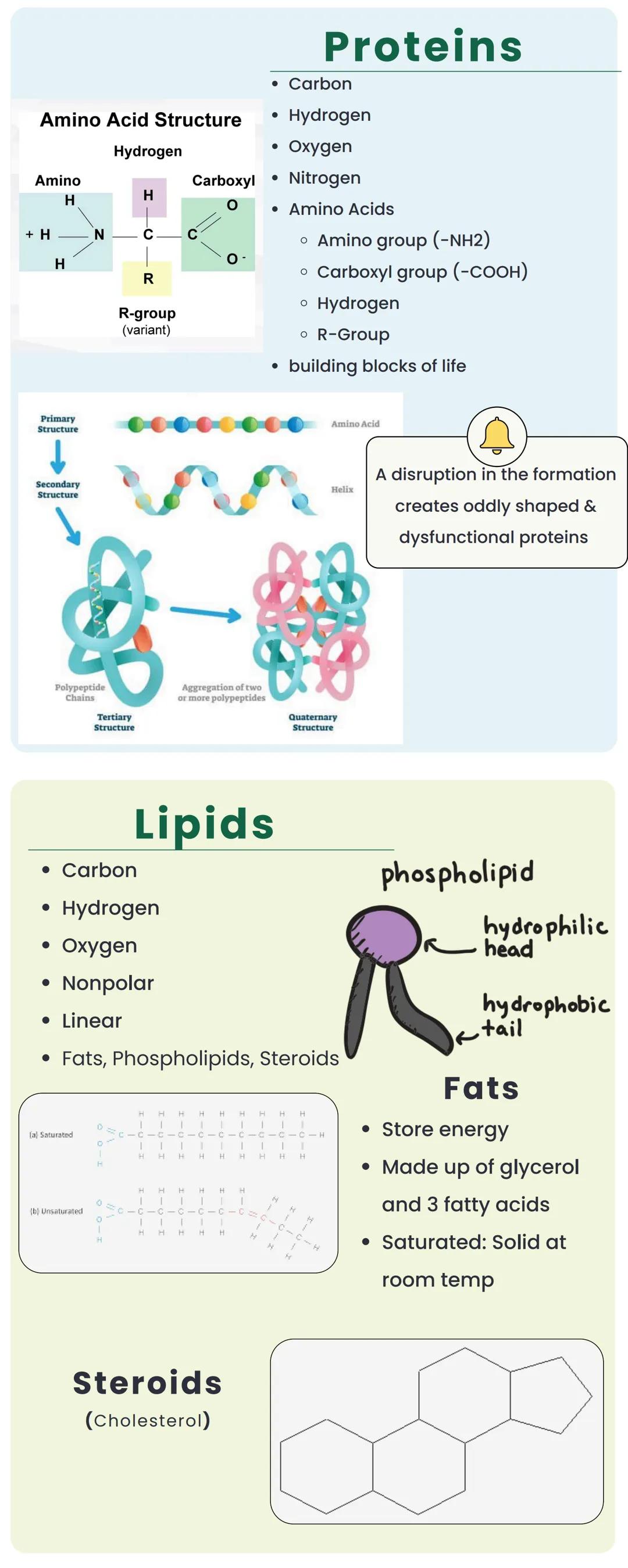 MACROMOLECULES
polymers, long chains of molecular
sub-units called monomers
Building Blocks
Carbohydrates ⚫ Monosaccharides
Proteins
Amino a