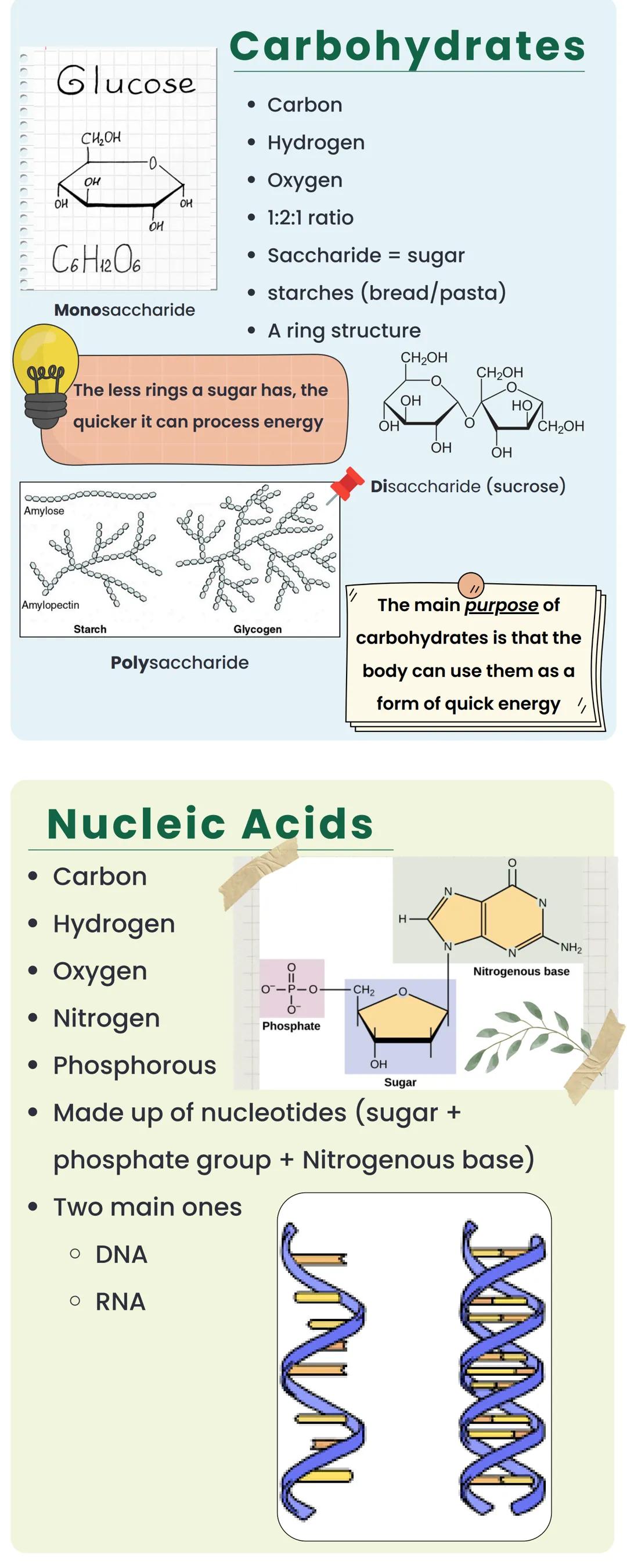 MACROMOLECULES
polymers, long chains of molecular
sub-units called monomers
Building Blocks
Carbohydrates ⚫ Monosaccharides
Proteins
Amino a