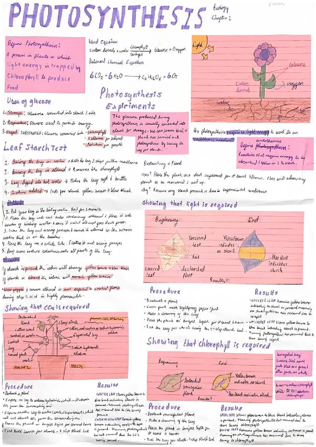 Photosynthesis Process and Equations: A Step-by-Step Guide for Kids