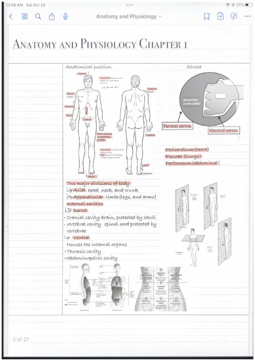 12:08 AM Sat Oct 28
ANATOMY AND PHYSIOLOGY CHAPTER I
Macroscopic: study
of large visible
structures
Regional: all
structures in a
Microscopi