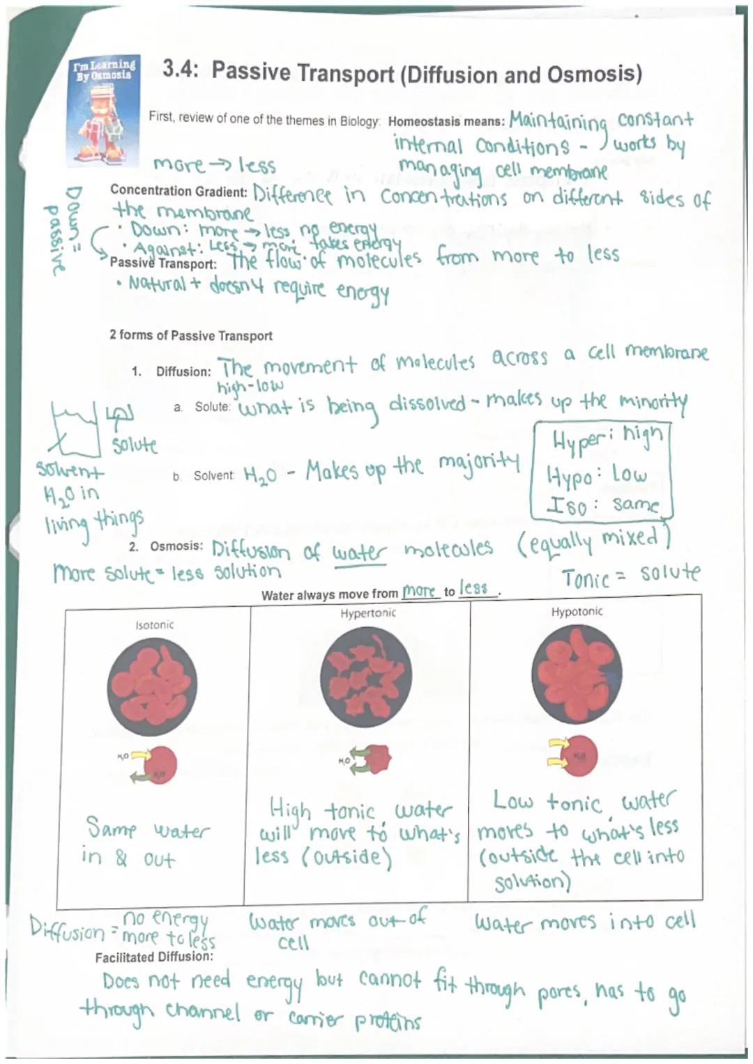 I'm Learning
By Osmosis
passive
Down=
S
moreless
managing cell membrane
Concentration Gradient: Difference in concentrations on different si