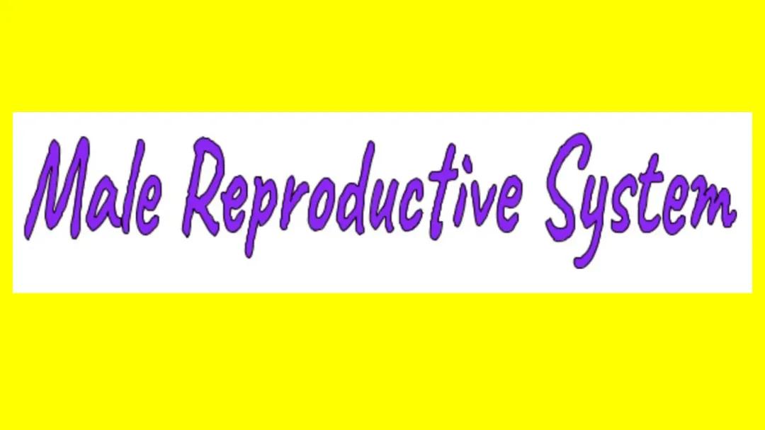 The Male Reproductive System Explained