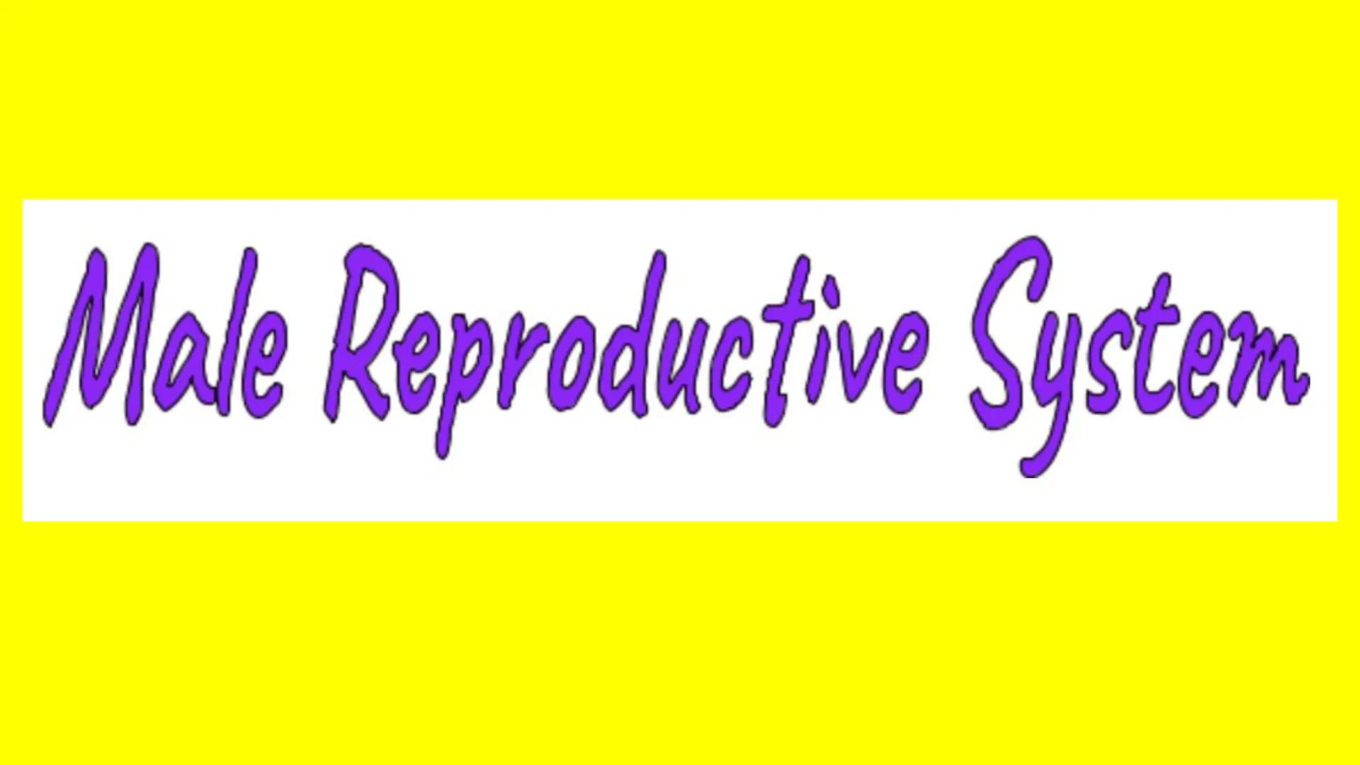 Male Reproductive System How Male Reproduction Works
Main Idea
The male reproductive system includes both
external and internal organs that,