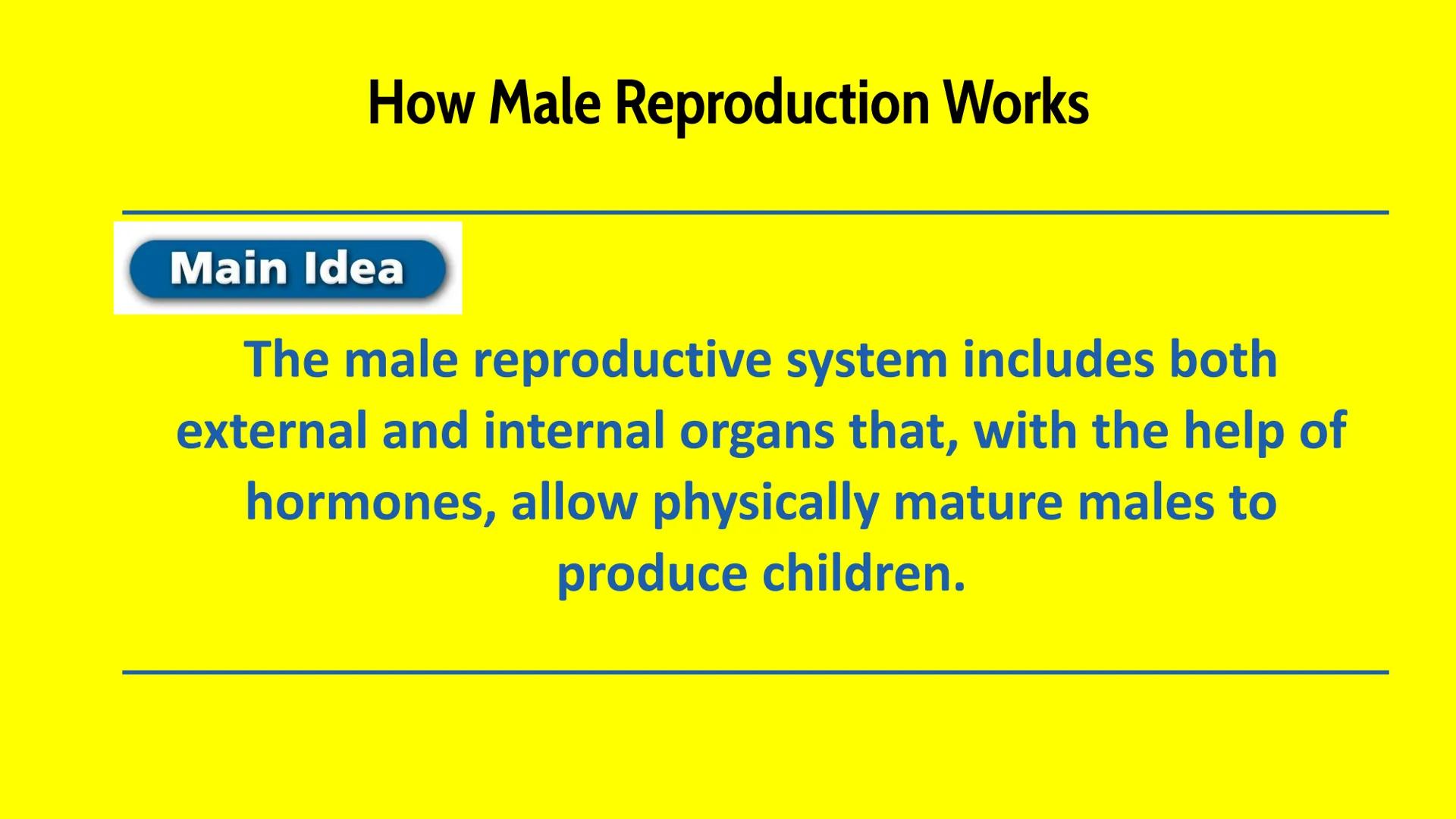 Male Reproductive System How Male Reproduction Works
Main Idea
The male reproductive system includes both
external and internal organs that,