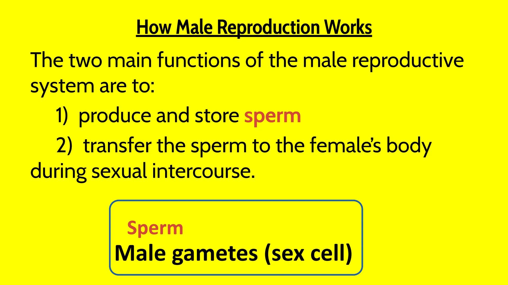 Male Reproductive System How Male Reproduction Works
Main Idea
The male reproductive system includes both
external and internal organs that,