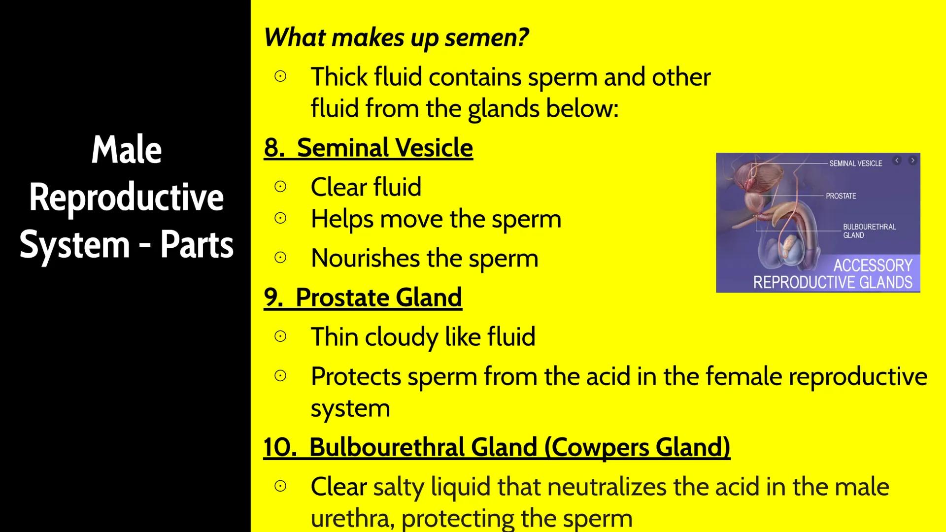 Male Reproductive System How Male Reproduction Works
Main Idea
The male reproductive system includes both
external and internal organs that,