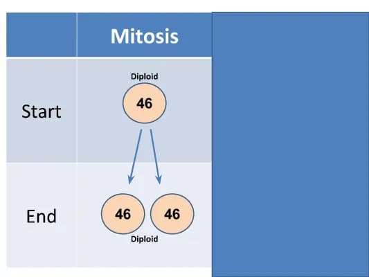 Know Mitosis vs. Meiosis w/ Animation 2023 PDF thumbnail