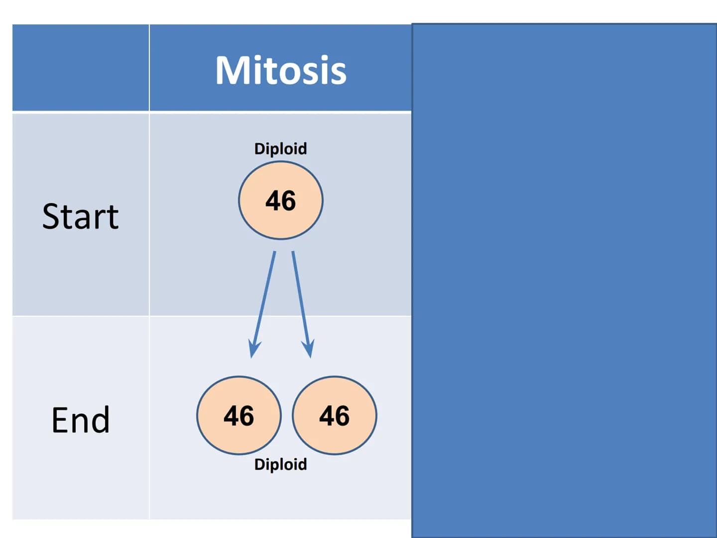 Start
End
Mitosis
46
Diploid
46
Diploid
46 4 strands of DNA at the
start
Interphase (S stage)
prior to mitosis
Interphase (S stage)
prior to