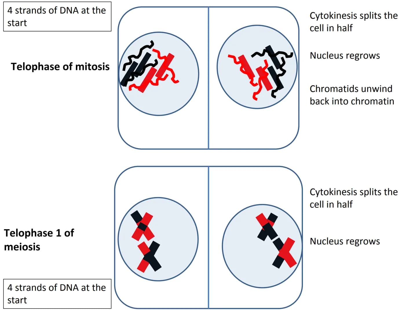 Start
End
Mitosis
46
Diploid
46
Diploid
46 4 strands of DNA at the
start
Interphase (S stage)
prior to mitosis
Interphase (S stage)
prior to