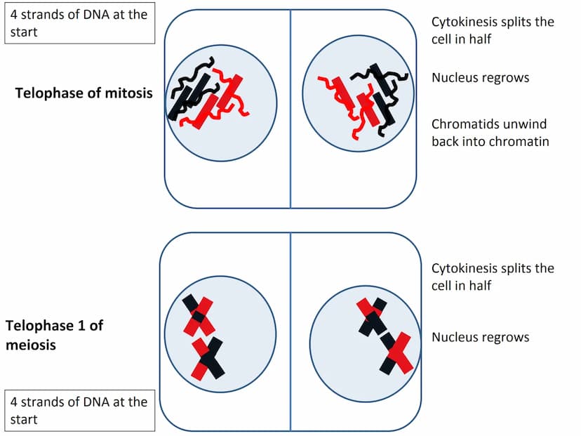 Start
End
Mitosis
46
Diploid
46
Diploid
46 4 strands of DNA at the
start
Interphase (S stage)
prior to mitosis
Interphase (S stage)
prior to