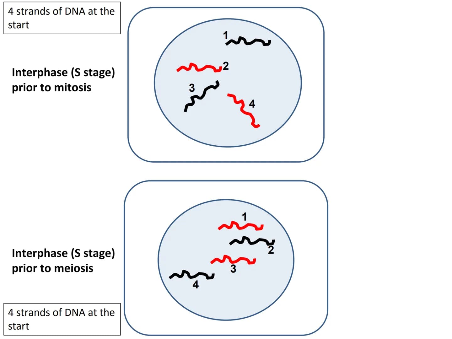 Start
End
Mitosis
46
Diploid
46
Diploid
46 4 strands of DNA at the
start
Interphase (S stage)
prior to mitosis
Interphase (S stage)
prior to