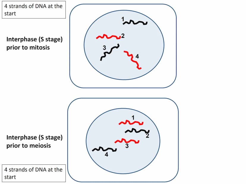 Start
End
Mitosis
46
Diploid
46
Diploid
46 4 strands of DNA at the
start
Interphase (S stage)
prior to mitosis
Interphase (S stage)
prior to
