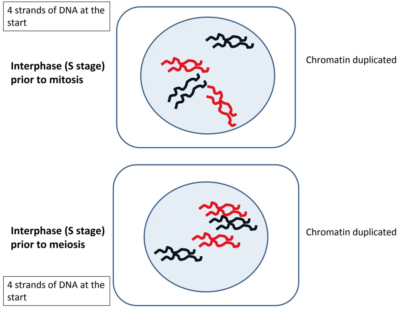 Start
End
Mitosis
46
Diploid
46
Diploid
46 4 strands of DNA at the
start
Interphase (S stage)
prior to mitosis
Interphase (S stage)
prior to