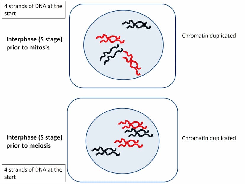 Start
End
Mitosis
46
Diploid
46
Diploid
46 4 strands of DNA at the
start
Interphase (S stage)
prior to mitosis
Interphase (S stage)
prior to