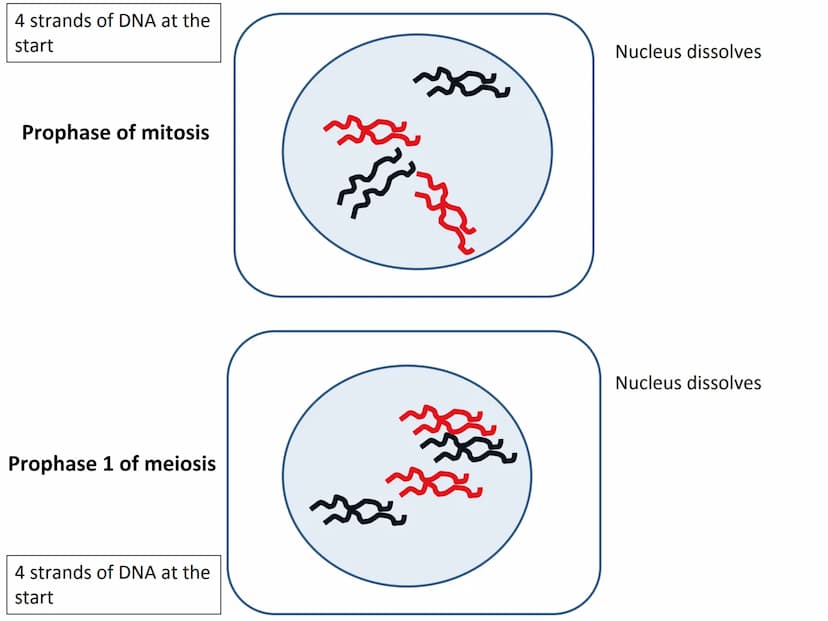 Start
End
Mitosis
46
Diploid
46
Diploid
46 4 strands of DNA at the
start
Interphase (S stage)
prior to mitosis
Interphase (S stage)
prior to