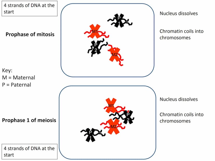 Start
End
Mitosis
46
Diploid
46
Diploid
46 4 strands of DNA at the
start
Interphase (S stage)
prior to mitosis
Interphase (S stage)
prior to