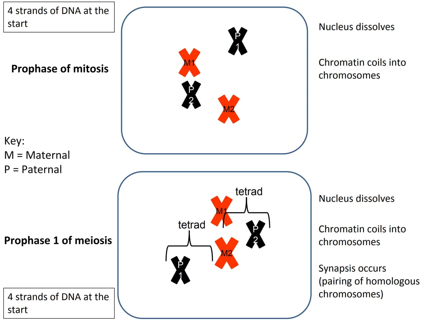 Start
End
Mitosis
46
Diploid
46
Diploid
46 4 strands of DNA at the
start
Interphase (S stage)
prior to mitosis
Interphase (S stage)
prior to