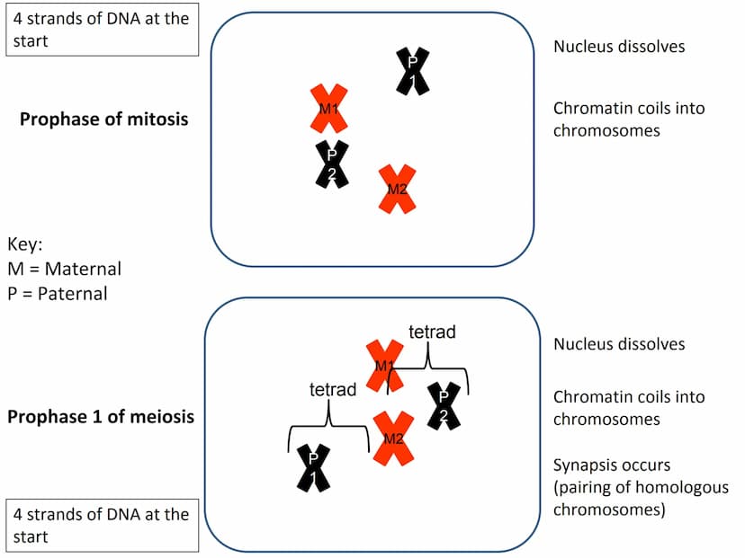 Start
End
Mitosis
46
Diploid
46
Diploid
46 4 strands of DNA at the
start
Interphase (S stage)
prior to mitosis
Interphase (S stage)
prior to