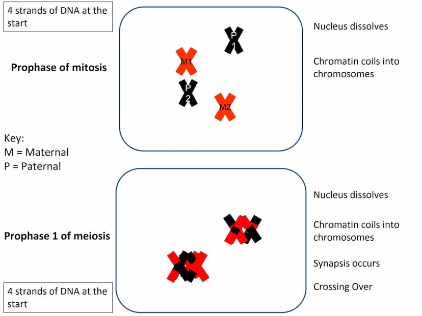 Start
End
Mitosis
46
Diploid
46
Diploid
46 4 strands of DNA at the
start
Interphase (S stage)
prior to mitosis
Interphase (S stage)
prior to