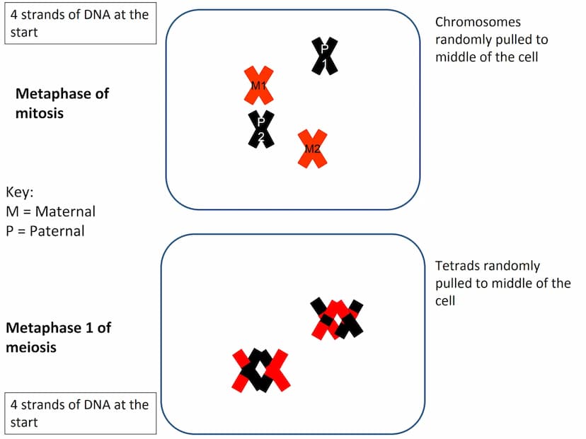 Start
End
Mitosis
46
Diploid
46
Diploid
46 4 strands of DNA at the
start
Interphase (S stage)
prior to mitosis
Interphase (S stage)
prior to