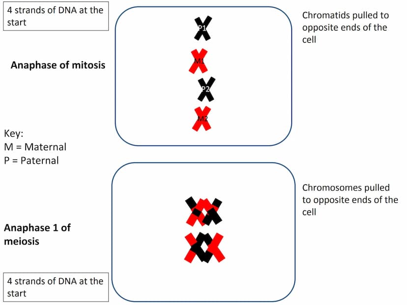 Start
End
Mitosis
46
Diploid
46
Diploid
46 4 strands of DNA at the
start
Interphase (S stage)
prior to mitosis
Interphase (S stage)
prior to