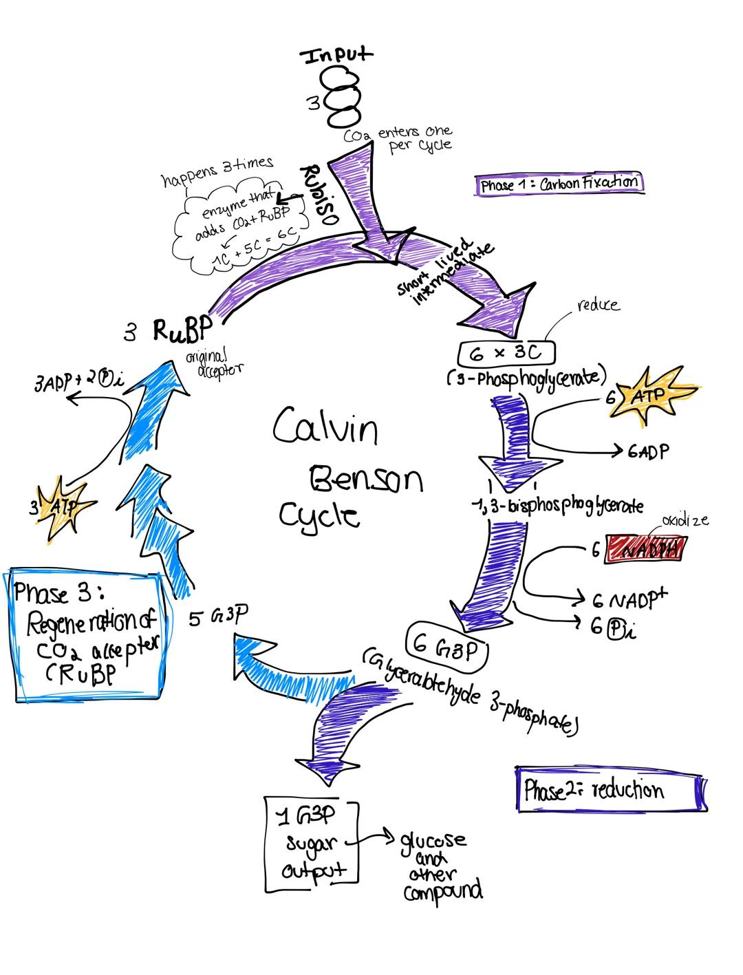 Unit 3: Calvin Benson Cycle in Photosynthesis