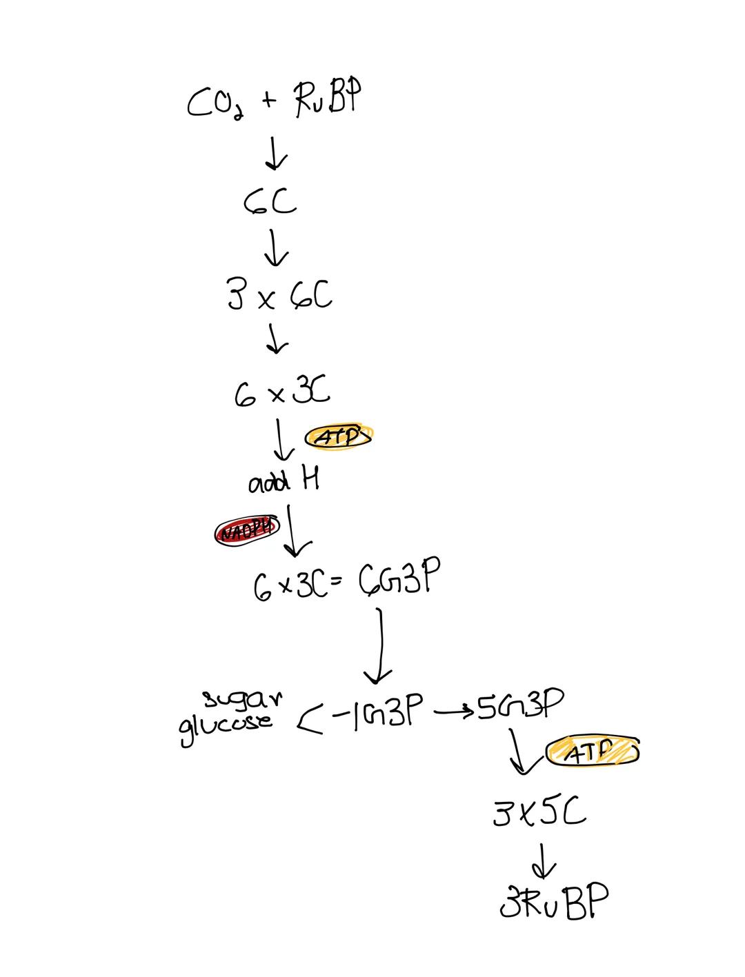 Input
3
Coa enters one
per Cycle
Rubiso
happens 3 times
enzyme that
addas CO2+ RUBP
$
1C+5C=6C$
Phase 1: Carbon Fixation
Short lived
interme