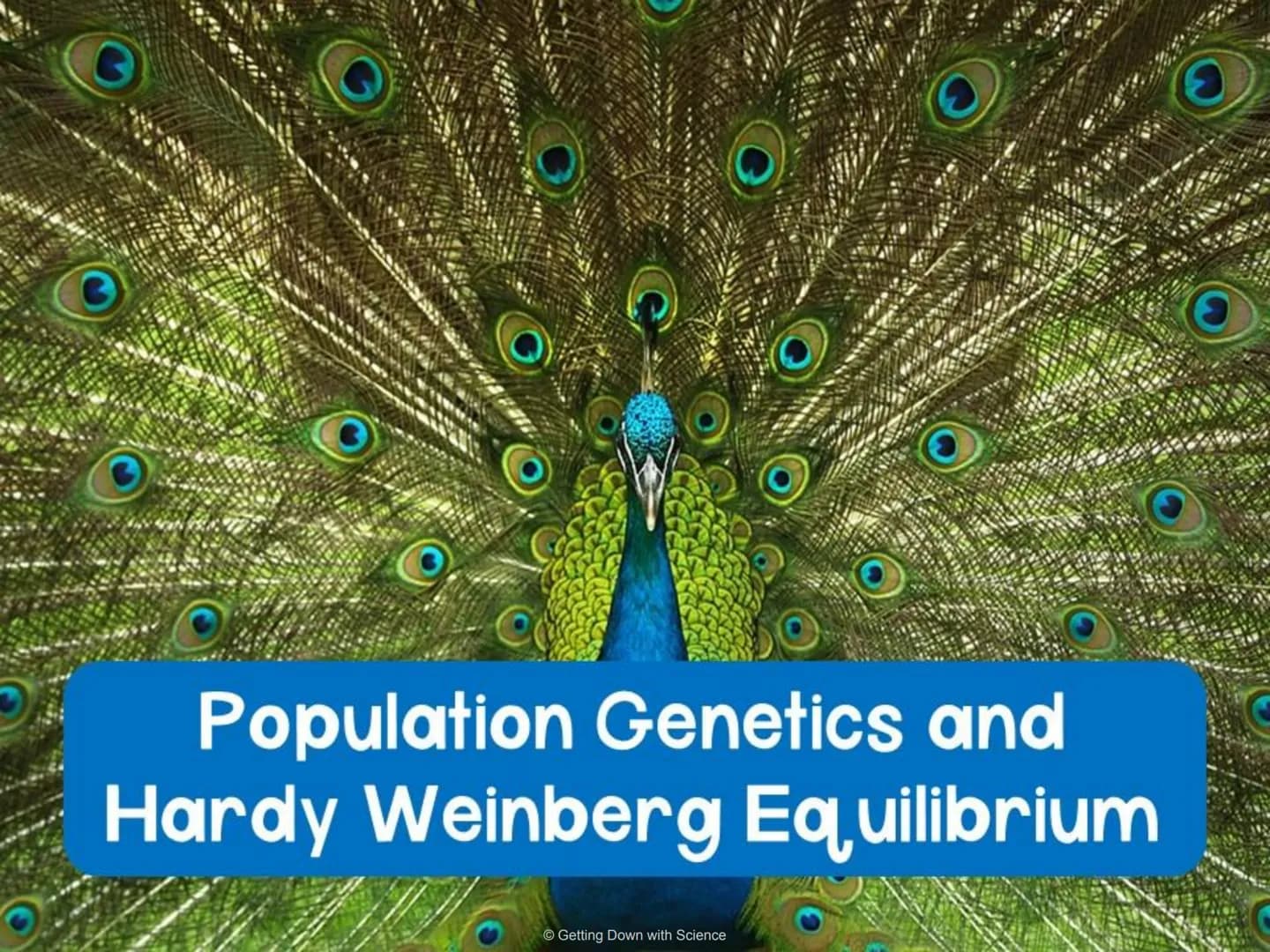 Population Genetics and
Hardy Weinberg Equilibrium
© Getting Down with Science Key Terms
allele: one of a number of alternative forms of the