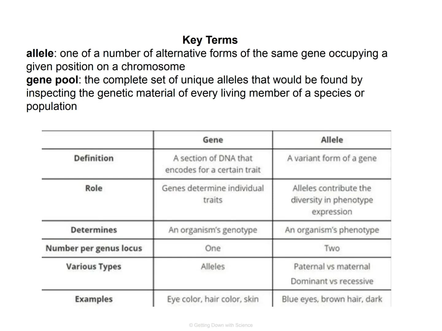 Population Genetics and
Hardy Weinberg Equilibrium
© Getting Down with Science Key Terms
allele: one of a number of alternative forms of the