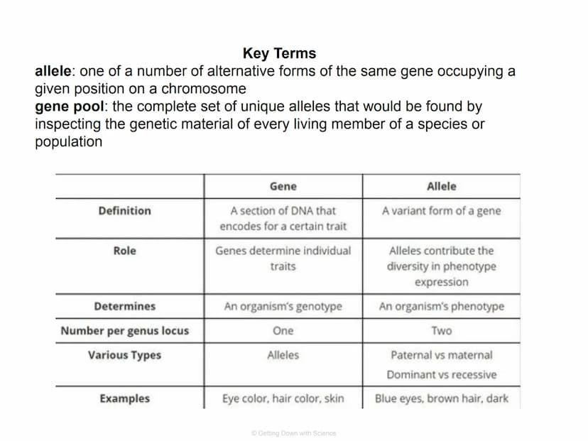 Population Genetics and
Hardy Weinberg Equilibrium
© Getting Down with Science Key Terms
allele: one of a number of alternative forms of the